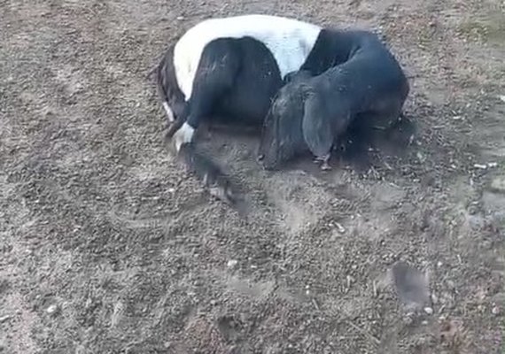 Câmera registra fuga de suposto chupa-cabra após mortes de animais em Craíbas