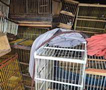 Megaoperação em Arapiraca apreende quase 700 animais silvestres e crustáceos