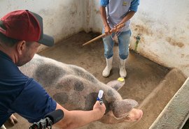 Governo do Estado lança 4ª etapa da vacinação contra Peste Suína Clássica nesta quinta (18)