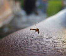 Segunda morte por dengue em Alagoas em 2024: Sesau alerta para aumento de casos