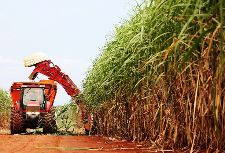 Safra de cana já supera moagem final do ciclo 2024/25 em Alagoas