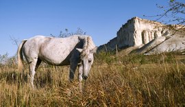 Placa dental da Idade do Ferro revela dieta dos citas, aponta estudo