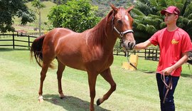 7º Alagoas Quarter Horse acontece nesta quinta (10)