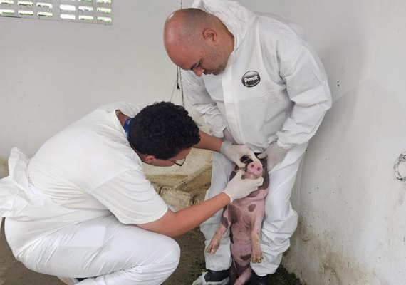 Adeal inicia vigilância clínica de suínos em 720 propriedades rurais de Alagoas
