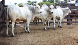 Leilão Nelore Barros Correia terá 140 animais no remate