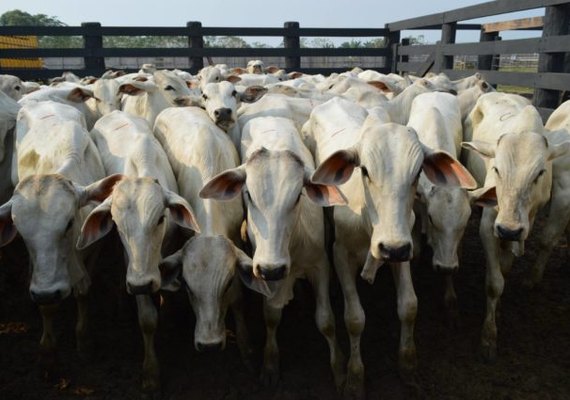 Preços do boi gordo caem com desaceleração do consumo