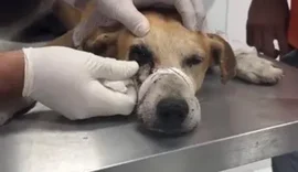 Cachorro é baleado no olho com espingarda de chumbo em União dos Palmares