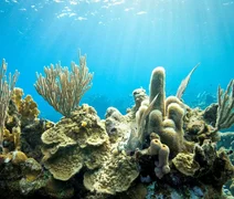 Corais demonstram que El Niño está mais frequente e intenso em estudo