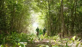 Curso gratuito oferece formação em restauração ecológica da Caatinga
