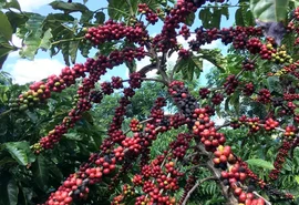 Conab projeta safra recorde de café em 2026, com alta de 17,1%