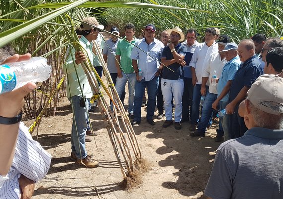 Pindorama apresenta técnica de aumento da produtividade do canavial