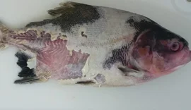 Estudo identifica bactéria que causa doença grave em peixes de criação no Brasil
