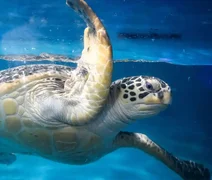 Fenômenos naturais põem em risco de extinção quase 4 mil espécies