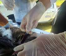Adeal realiza coleta de sangue em aves para análise em Alagoas