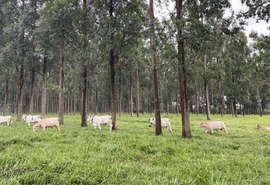 Árvores no pasto: estudo comprova benefícios para o gado e o meio ambiente