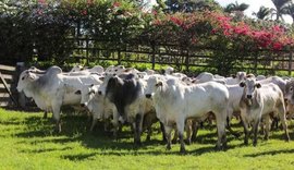 Leilão Nelore Barros Correia promove 24ª edição e traz genética consagrada IBC