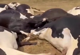 Cabo elétrico mata animais e gera prejuízo de R$300 mil em fazenda de Batalha