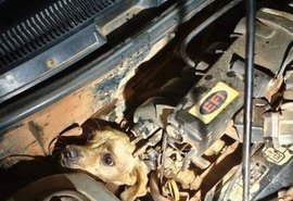 Cachorro caramelo é resgatado após ficar preso em motor de carro