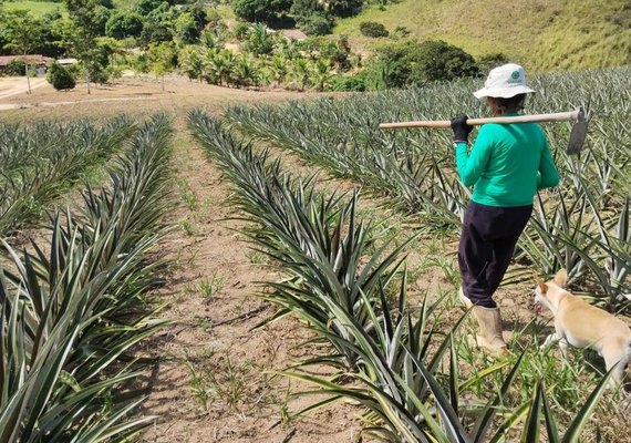 Crédito para o semiárido alagoano soma cerca de R$ 800 milhões em 2025