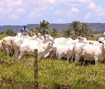 Leilão Nelore Positivo terá lote vantajoso 3 em 1 com vacas prenhes e bezerro ao pé