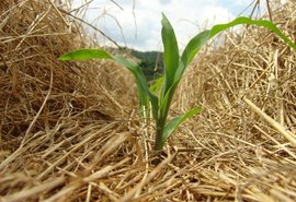 Plantio direto contribui com menos emissões no Cerrado