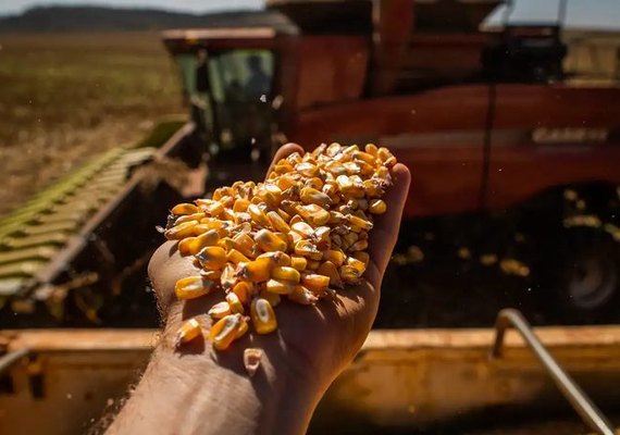 Conab anuncia a compra de 50 mil toneladas de milho em grãos