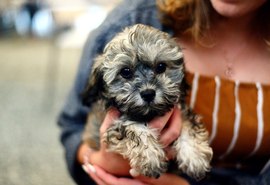 Como cuidar dos animais em tempos de coronavírus