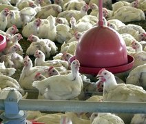 Gripe aviária: África do Sul e Cingapura retomam importação de frango brasileiro