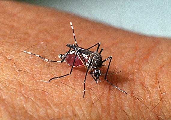 Dengue: conheça os principais sintomas e saiba como se proteger