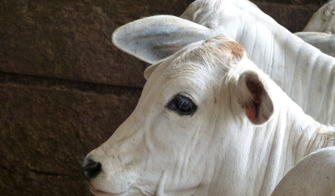 Com foco na brucelose, Mapa promove o Mês da Saúde Animal