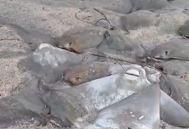 Professor da Ufal confirma que morte de arraias em Maragogi não foi causada por pesca predatória