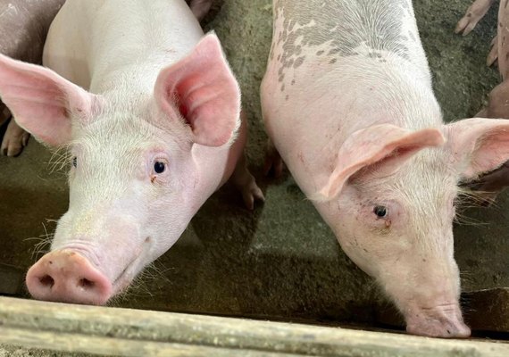 Seagri prorroga vacinação contra Peste Suína Clássica até 22 de dezembro
