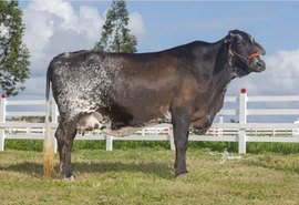 Genética é ponto forte do Leilão Mais Leite