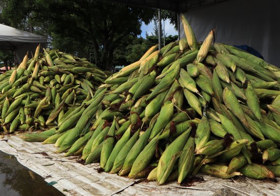 Confira o preço do milho em Maceió e saiba qual o melhor tipo para preparar sua receita junina