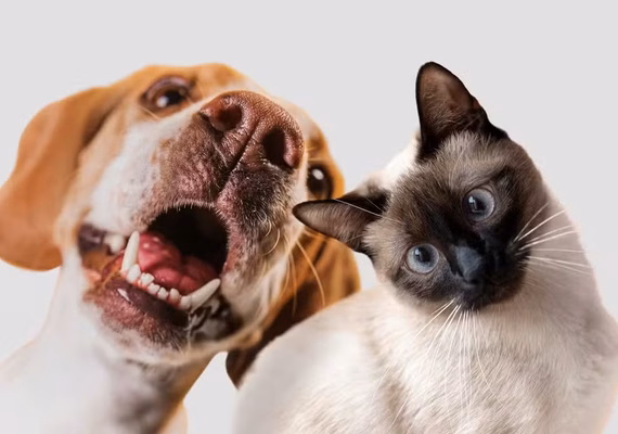Empresa chinesa desenvolve ferramenta que vai traduzir em linguagem humana sons e gestos dos pets