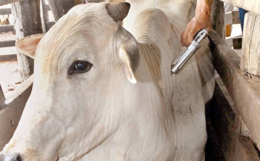 Adeal informa que criador tem até o dia 30 para declarar vacinação de gado