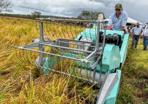 Produção de arroz cresce no Baixo São Francisco com apoio técnico