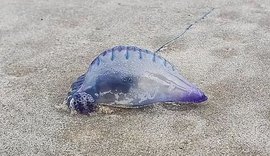 Adolescente sofre queimaduras após contato com caravela na praia da Jatiúca