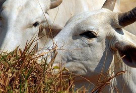 União Europeia veta compra de carne brasileira a partir de setembro