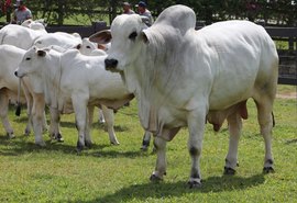 IBC oferta animais com padrão genético para atender mercado da pecuária