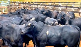 Boitel Pindorama abre mercado internacional com primeira exportação de animais