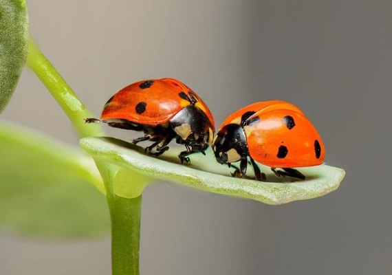 Joaninhas ajudam no controle de pragas e beneficiam lavouras