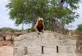 VÍDEO: Ameaçado de extinção, Macaco-prego-galego mantido acorrentado é resgatado pela FPI no Sertão