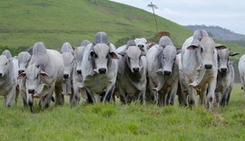 18º Leilão Nelore Positivo acontece nesta terça (25) na 72ª Expoagro Alagoas