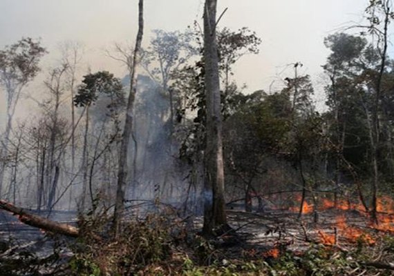 Conselho anuncia operação em áreas protegidas da Amazônia Legal