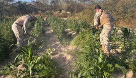 Mais de 25 mil pés de maconha são apreendidos em operação no interior de Alagoas