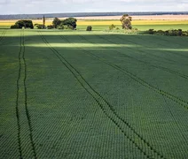 Em menos de quatro décadas, área destinada à soja cresce nove vezes