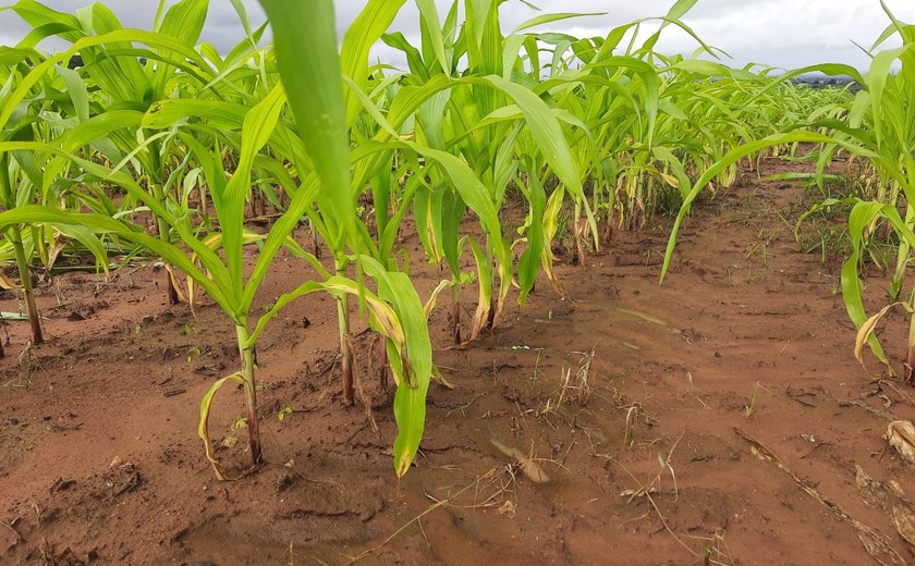 Falta de insumos e clima ameaçam produção de milho