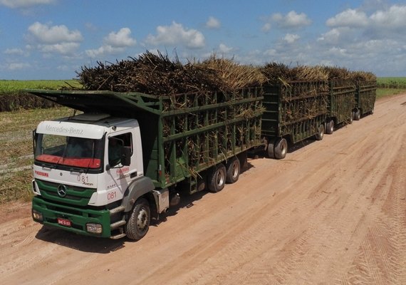 Usina Pindorama inicia safra de cana 2019/2020