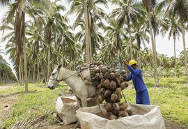 Projeto da Embrapa auxilia no melhoramento da produção de coco